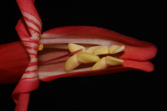 Penstemon barbatus torreyi