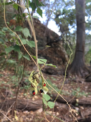 Rhynchosia precatoria