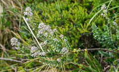 Valeriana microphylla