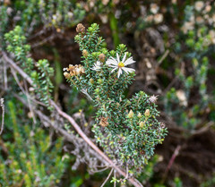 Diplostephium hartwegii