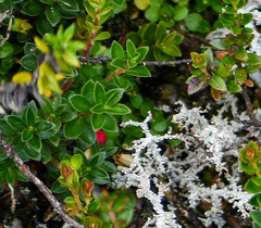 Disterigma empetrifolium