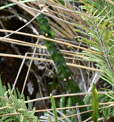 Baccharis genistelloides