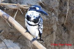 Ceryle rudis leucomelanurus