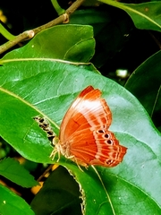 Abisara saturata
