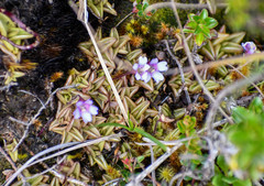 Pinguicula calyptrata