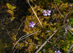 Pinguicula calyptrata