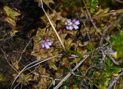Pinguicula calyptrata