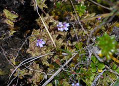 Pinguicula calyptrata