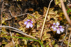 Pinguicula calyptrata