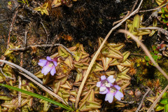 Pinguicula calyptrata