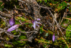 Gentianella rapunculoides