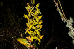 Epidendrum oxycalyx