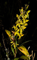 Epidendrum oxycalyx