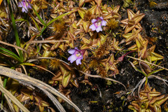 Pinguicula calyptrata