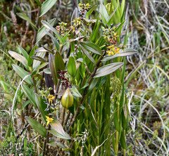 Epidendrum oxycalyx