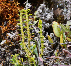 Fernandezia crystallina