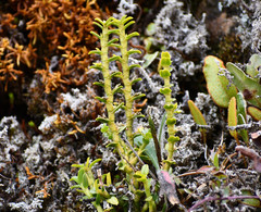 Fernandezia crystallina