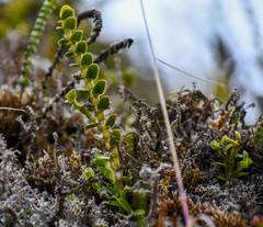 Fernandezia crystallina