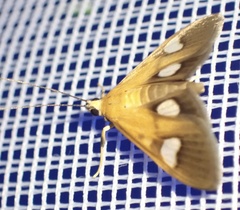 Ulopeza flavicepsalis