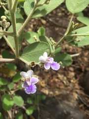 Vitex mollis