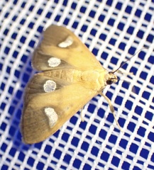 Ulopeza flavicepsalis
