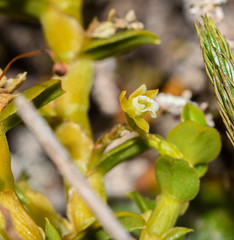 Fernandezia crystallina