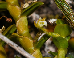 Fernandezia crystallina