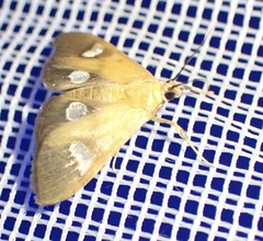 Ulopeza flavicepsalis