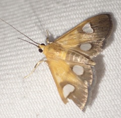 Ulopeza flavicepsalis