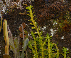 Fernandezia crystallina