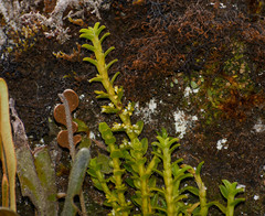 Fernandezia crystallina