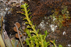 Fernandezia crystallina