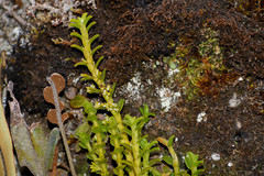 Fernandezia crystallina