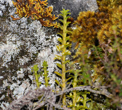 Fernandezia crystallina