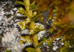 Fernandezia crystallina