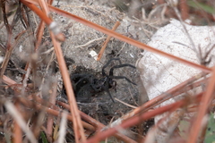 Sosippus mimus