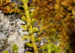 Fernandezia crystallina