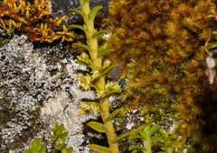 Fernandezia crystallina