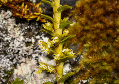 Fernandezia crystallina