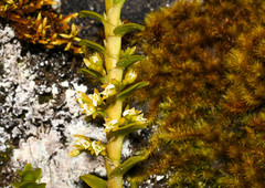 Fernandezia crystallina