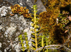 Fernandezia crystallina