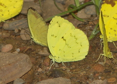 Eurema ada