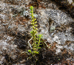 Fernandezia crystallina