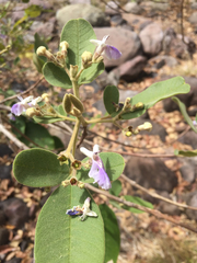 Vitex mollis