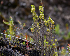 Fernandezia crystallina