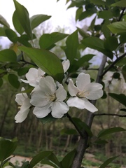 Malus hupehensis