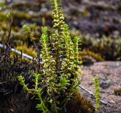 Fernandezia crystallina