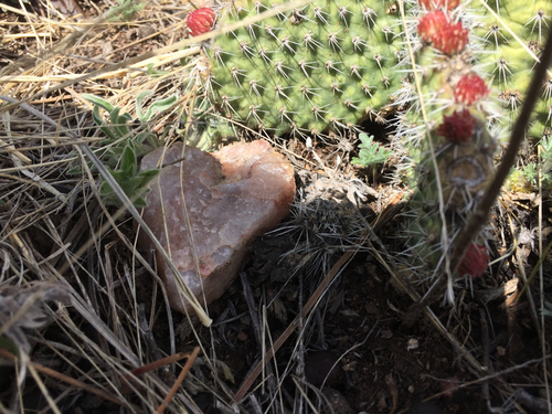 Philodromidae