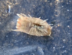 Sphaeroma quadridentatum
