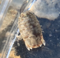 Sphaeroma quadridentatum